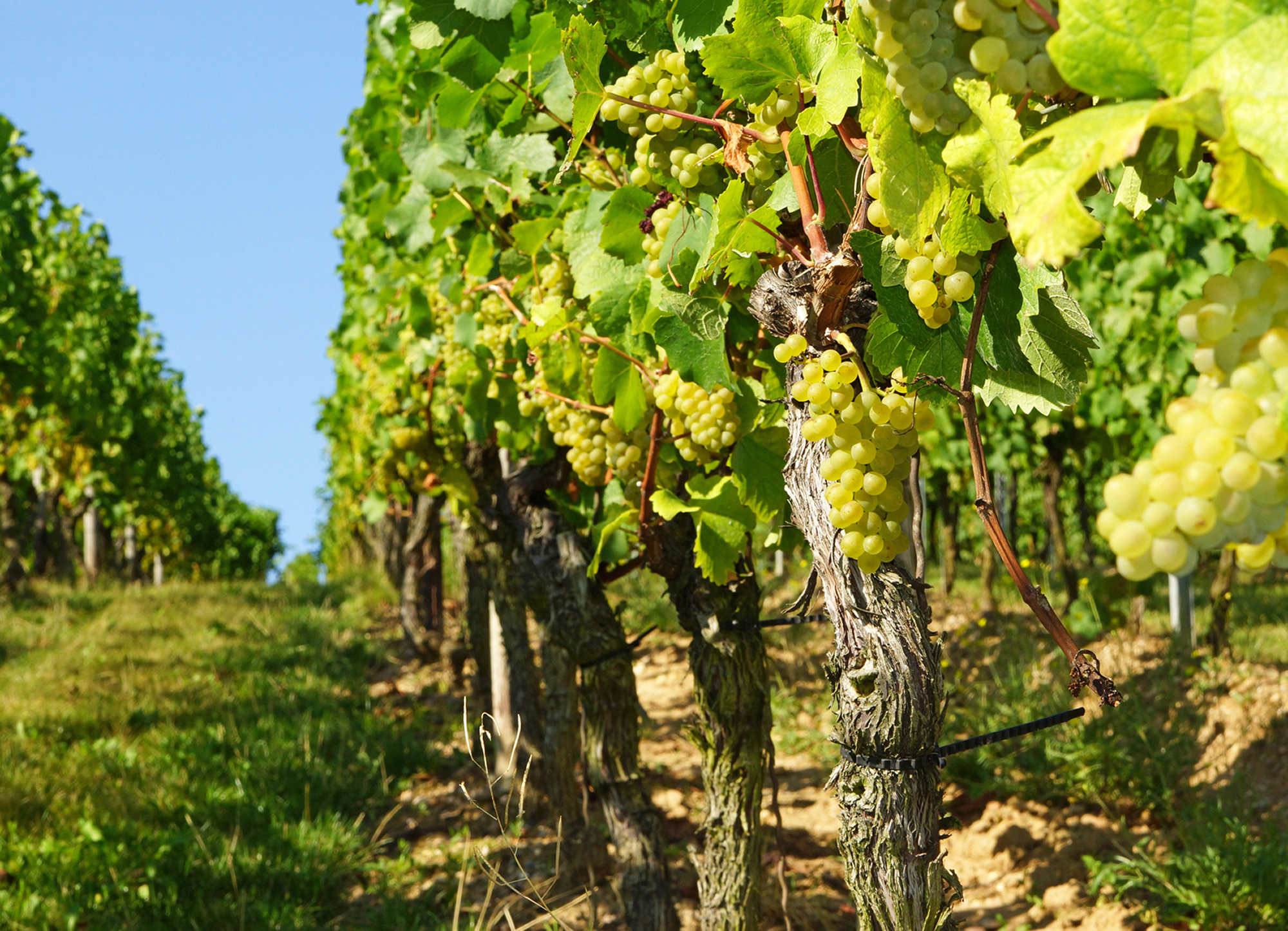 Weingut Weine Weinproben Winzersekte Weinbergswanderungen Gutsausschank Rheingau Eltville am Rhein Gutsausschank Schneck Weingut Fleschner GbR