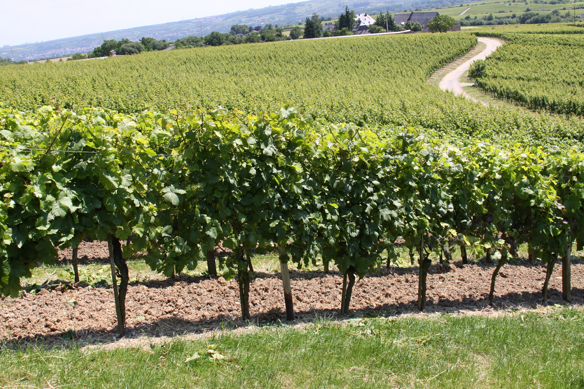 Weingut Weine Weinproben Winzersekte Weinbergswanderungen Gutsausschank Rheingau Eltville am Rhein Gutsausschank Schneck Weingut Fleschner GbR