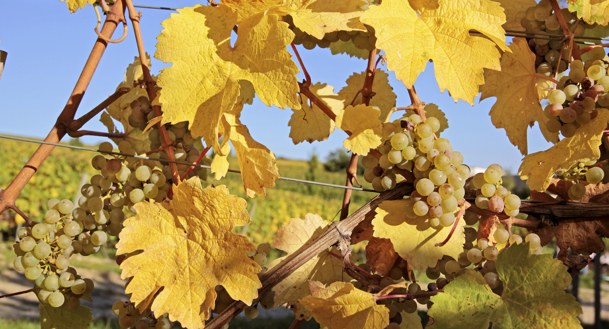 Weingut Weine Weinproben Winzersekte Weinbergswanderungen Gutsausschank Rheingau Eltville am Rhein Gutsausschank Schneck Weingut Fleschner GbR