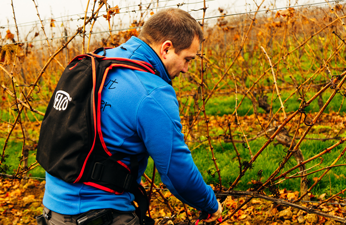 Weingut Weine Weinproben Winzersekte Weinbergswanderungen Gutsausschank Rheingau Eltville am Rhein Gutsausschank Schneck Weingut Fleschner GbR