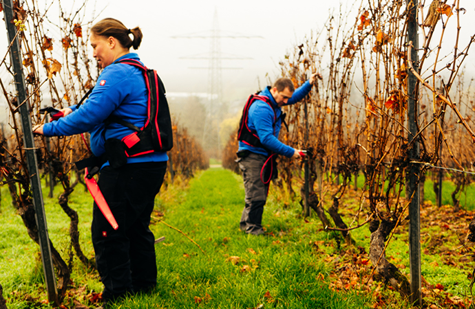 Weingut Weine Weinproben Winzersekte Weinbergswanderungen Gutsausschank Rheingau Eltville am Rhein Gutsausschank Schneck Weingut Fleschner GbR