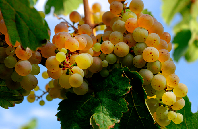 Weingut Weine Weinproben Winzersekte Weinbergswanderungen Gutsausschank Rheingau Eltville am Rhein Gutsausschank Schneck Weingut Fleschner GbR