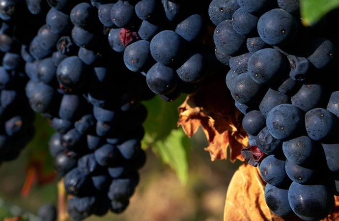 Weingut Weine Weinproben Winzersekte Weinbergswanderungen Gutsausschank Rheingau Eltville am Rhein Gutsausschank Schneck Weingut Fleschner GbR